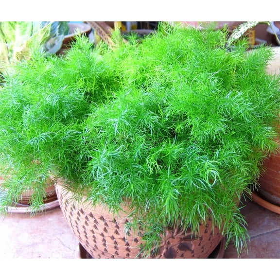 Seeds Sprenger's Asparagus Fern 8 Seeds MVR1for Panting Outdoor and Indoor Plant Perennial Emerald Fern Foxtail Fern Asparagus Sprengeri