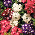 Seeds Verbena Drawf Mix MMF7 Flower Annual Garden Flowers for Planting