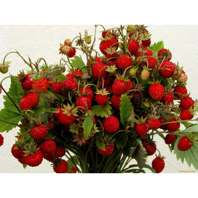 Seeds4planting Seeds Alpine Strawberry Four Season Everbearing