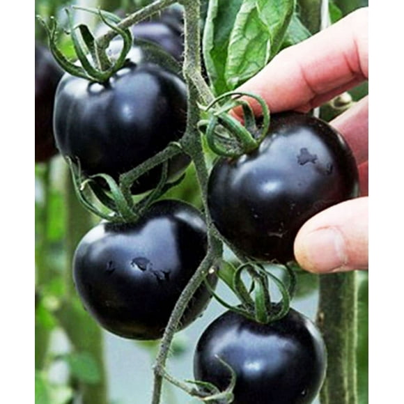 Seeds4planting - Seeds Black Cherry Tomato ITL1Indeterminate Tall Bush Heirloon Vegetable Non GMO for Planting