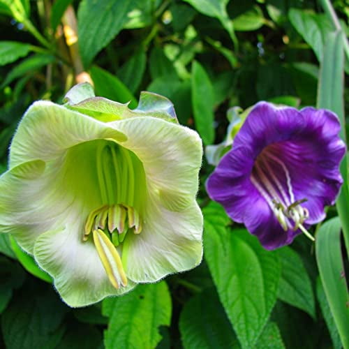 Seeds4planting Seeds Cathedral OIF8 Bells Mix Cup and Saucer Vine