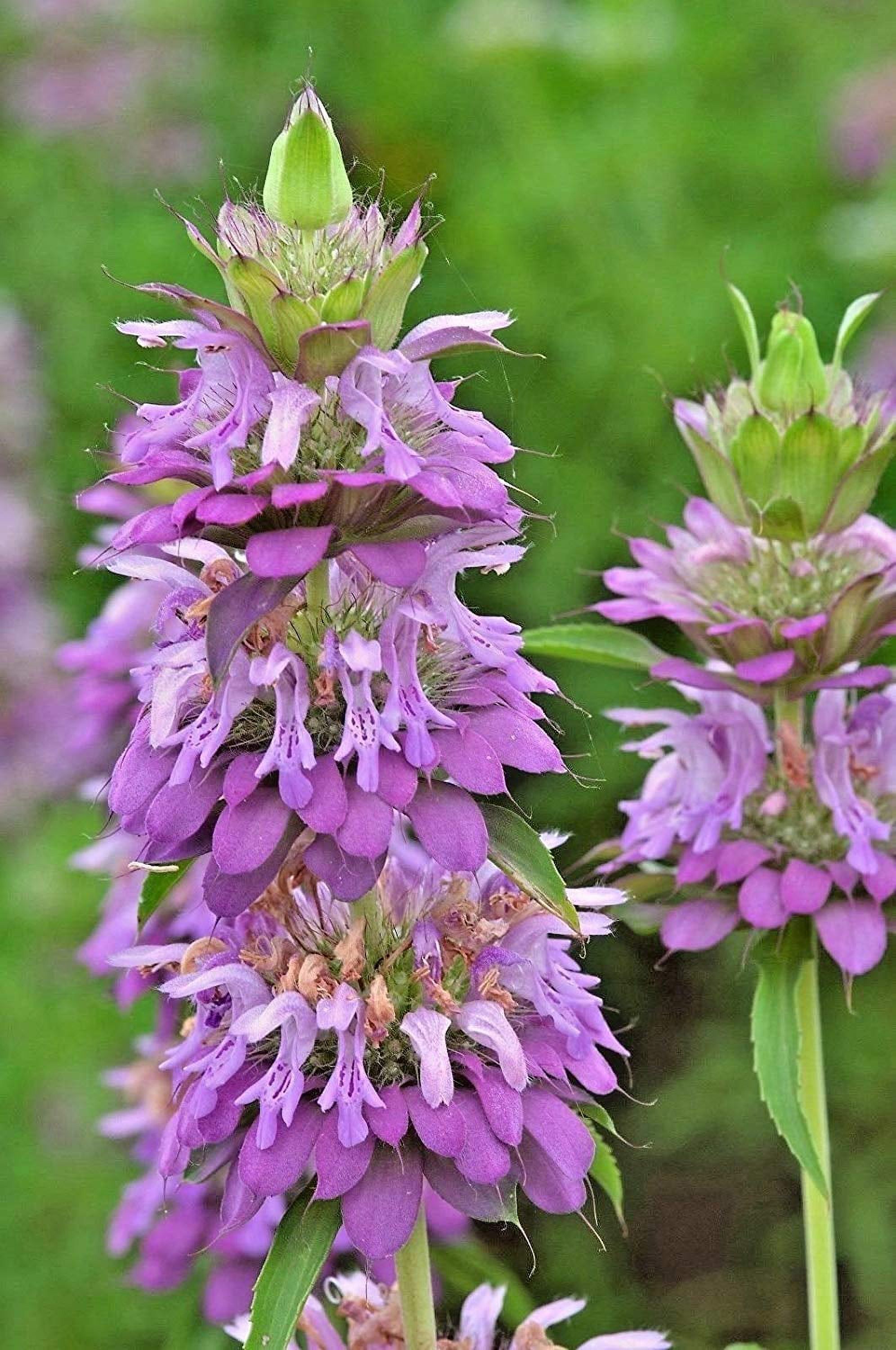 Seeds4planting Seeds Lemon MMF7 Bee Balm Monarda Lemon Mint Herbs Non