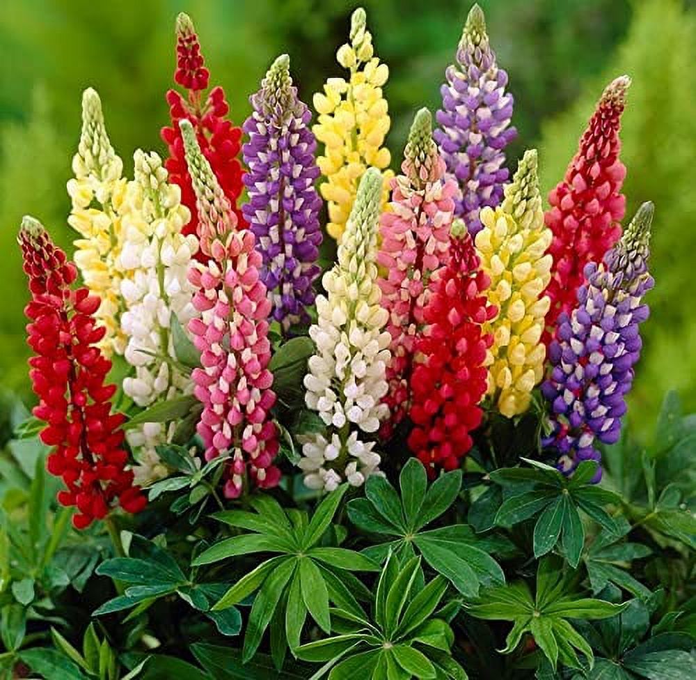 Seeds4planting Seeds Lupine MMF7 Florida Giant Mix Tall Perennial