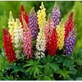 Seeds4planting Seeds Lupine MMF7 Florida Giant Mix Tall Perennial