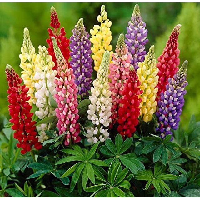 Seeds4planting Seeds Lupine MMF7 Florida Giant Mix Tall Perennial