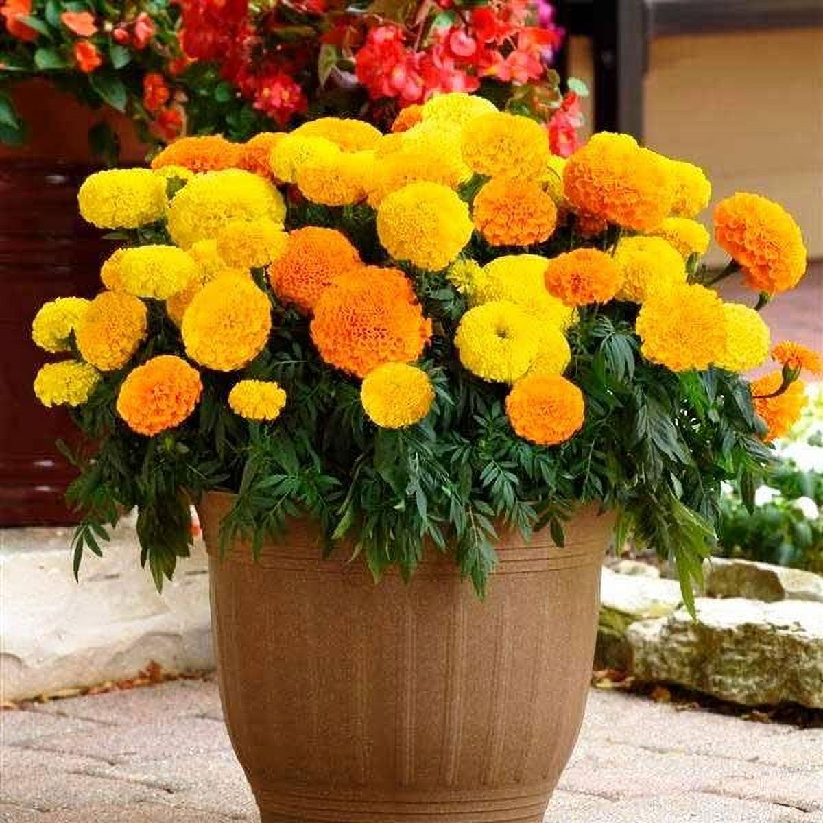 Seeds4planting Seeds Marigolds Sugar Mix Tagetes Annual Flowers for