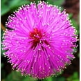 Seeds4planting Seeds Sensitive DHF10 Plant Sleepy Mimosa Shameplant