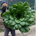 Seeds4planting Seeds Spinach DHF10 for Four Season Giant Viroflay