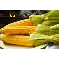 Seeds4planting Seeds Sugar MMF7 Corn Sweet Giant Heirloom Vegetable