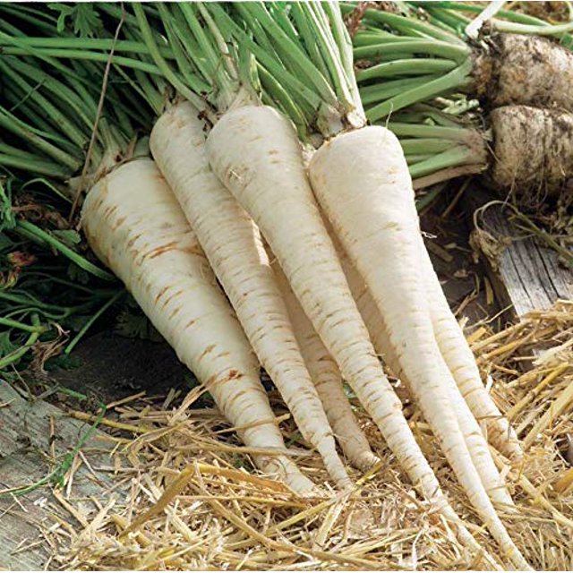 Seeds4planting Seeds Sugar OIF8 Parsley Root Heirloom Herbs Non GMO
