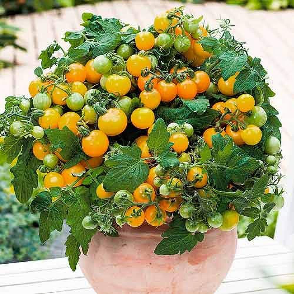 Seeds4planting Seeds Yellow Indoor Dwarf Tomato Determinate Non GMO