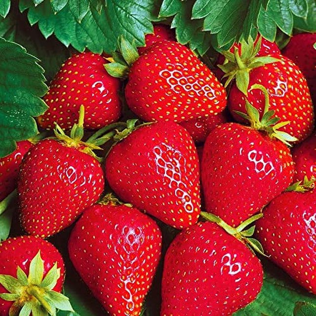 SeedsUP 15+ Seeds Giant Strawberry Fresca Everbearing Fruit Red C21