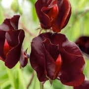 Seedville 10 Black Knight Sweet Plea Flower Vine Seeds
