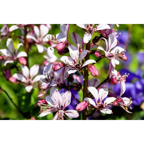 10 GAS PLANT MIX Dictamnus Albus Mixed Colors White Red Pink Lilac Flower Seeds