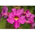 thumbnail image 1 of 10 Cheron PINK HARDY GLOXINIA Incarvillea Delavayi Flower Seeds, 1 of 9