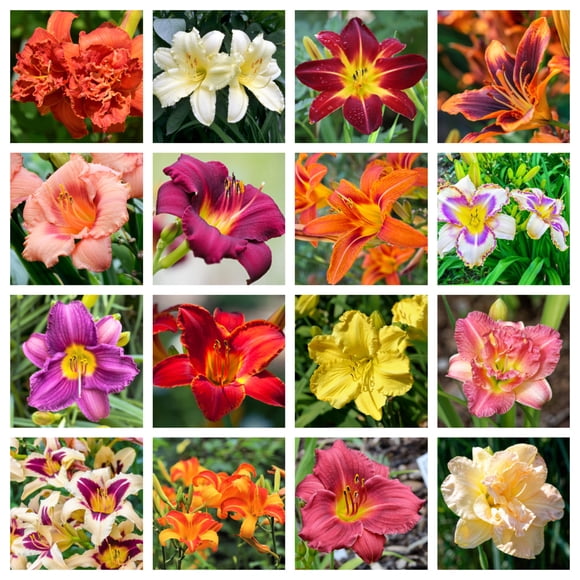 Seedville 10 Mixed Dayliliies Hemerocallis Flower Seeds
