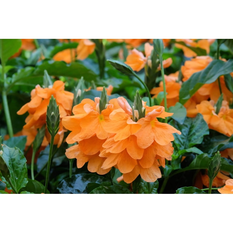 10 Orange Marmalade Crossandra Infundibuliformis Firecracker Flower  Houseplant Seeds - Walmart.com