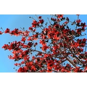 10 RED SILK COTTON Tree Bombax Ceiba Kapok Tropical Flower Seeds