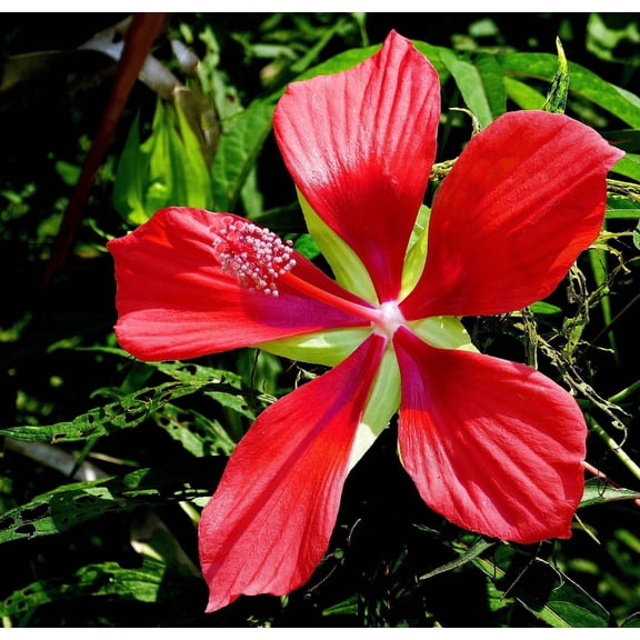 Seedville 10 Red Texas Star Hibiscus Flower Seeds, Huge Red Flowers Attract Hummingbirds