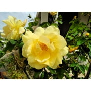 Seedville 10 Rosa Xanthina Manchu Rose Plant Seeds