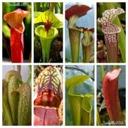 Seedville 10 Sarracenia Carnivorous Red Purple Yellow White Flower Seeds