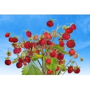 Seedville 100 Alpine Strawberry Flower Seeds, Flowering, Fruiting