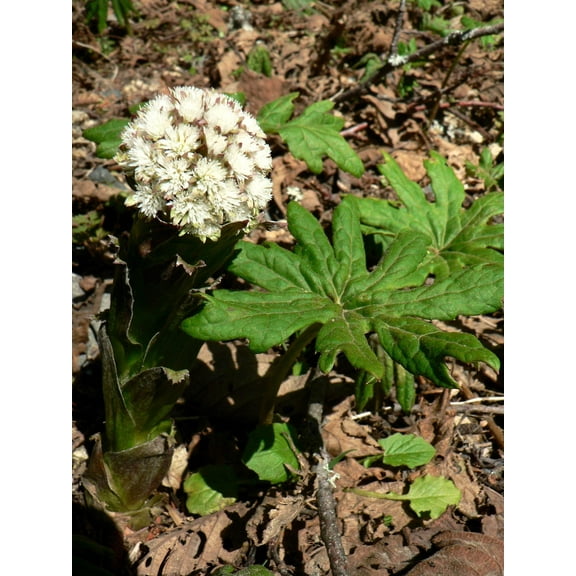 100 ARCTIC SWEET COLTSFOOT Petasites Frigidus Sun Shade Moist White Pink Flower Herb Seeds
