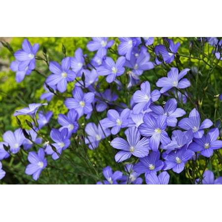 Seedville 100 Blue Flax Flower Seed Attracts Bees, Birds, Butterflies
