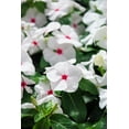 thumbnail image 1 of Seedville 100 Bright Eyes Periwinkle Flower Seed, Deer Resistant, 1 of 10