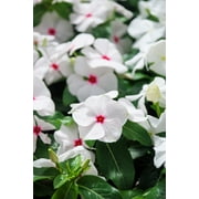 Seedville 100 Bright Eyes Periwinkle Flower Seed, Deer Resistant