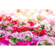 Seedville 100 Dwarf Little Mix Periwinkle Flower Seeds, Vinca Rosea