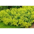 thumbnail image 1 of Seedville 100 Lady's Mantle Alchemilla Mollis Flower Seeds, 1 of 10