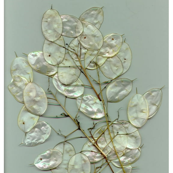 Seedville 100 Lunaria Biennis Flower Seeds, Silver seed pods & purple flowers