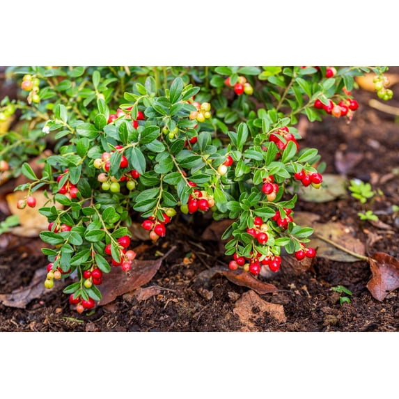 Seedville 100 Perennial Cranberry Viburnum Flower Seeds, 6 - 8 Feet
