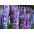 thumbnail image 1 of Seedville 100 Perennial Lupine Flower Seeds, 1 of 10
