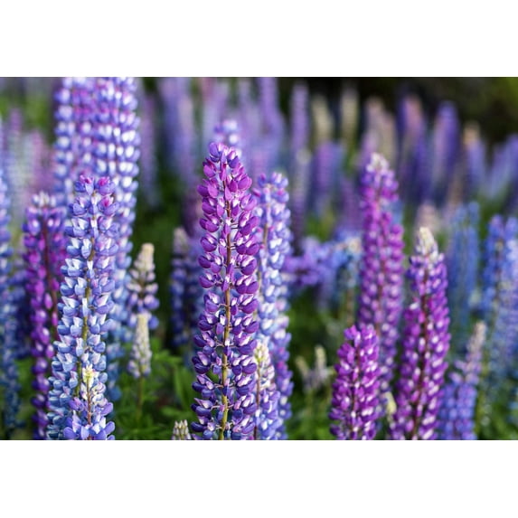 Seedville 100 Perennial Lupine Flower Seeds