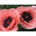 thumbnail image 1 of Seedville 100 Princess Victoria Louise Oriental Poppy Seeds, Papaver Orientale Flower, 1 of 5