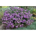 thumbnail image 1 of Seedville 100 Purple England Aster Flower Seed, Attracts Birds, Bees, Butterflies, 1 of 10