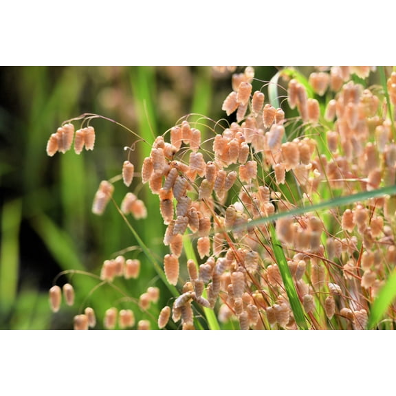 Seedville 100 QUAKING GRASS (Rattlesnake Grass) Briza Maxima Grass Seeds