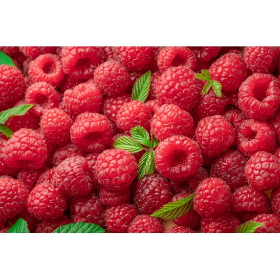 Seedville USA, Red Raspberry Seeds, 100 Seeds, Fruit Bush Vine ...
