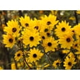 thumbnail image 1 of Seedville 100 Swamp Sunflower Plant Seeds, Attracts Bees and Butterflies, 1 of 8