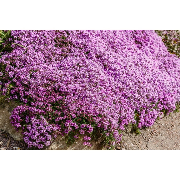 Seedville 100 Walk on the Creeping Thyme Herb Flower Seeds