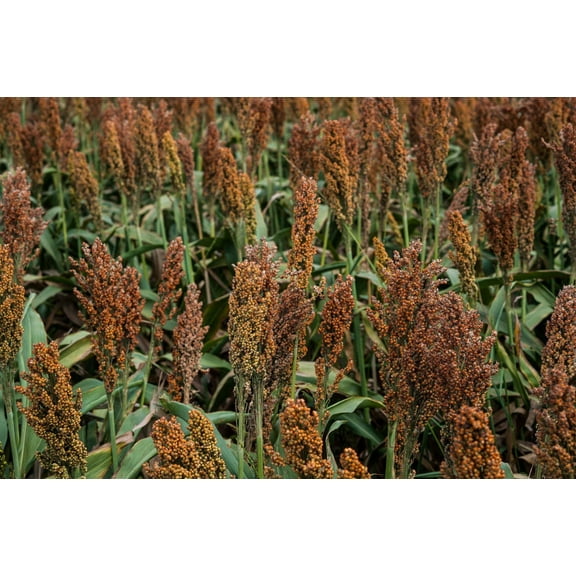 100 Wild Game FOOD PLOT SORGHUM aka Milo Deer & Game Bird Bicolor Seeds