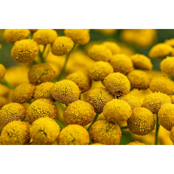 100 YELLOW TANSY Double Golden Buttons Fern Leaf Tanacetum Vulgare Flower Seeds
