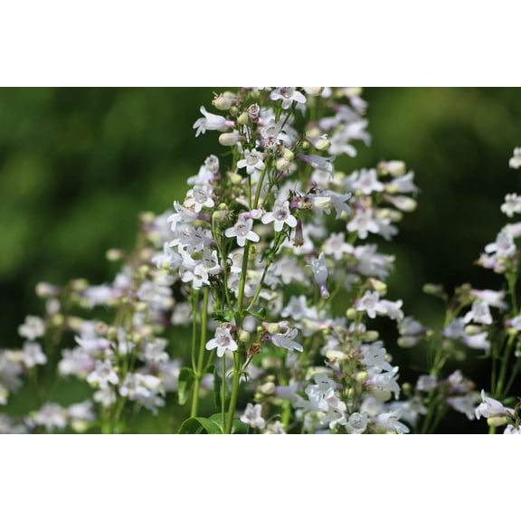 Seedville 1000 Foxglove Beardtongue Flower Seeds