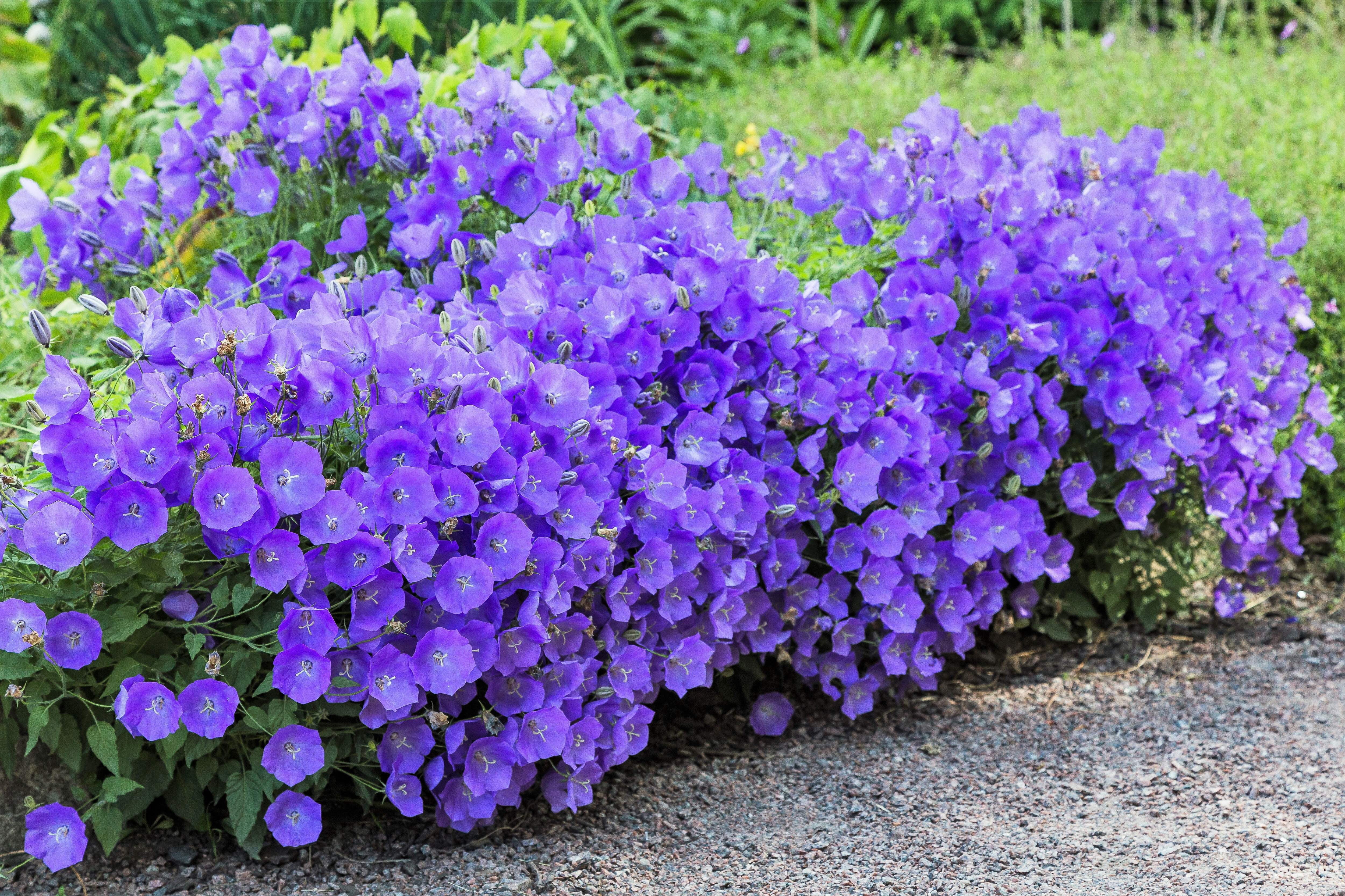 希少】A Darden of Bell Flowers Campanula_floridana-matrazzo-