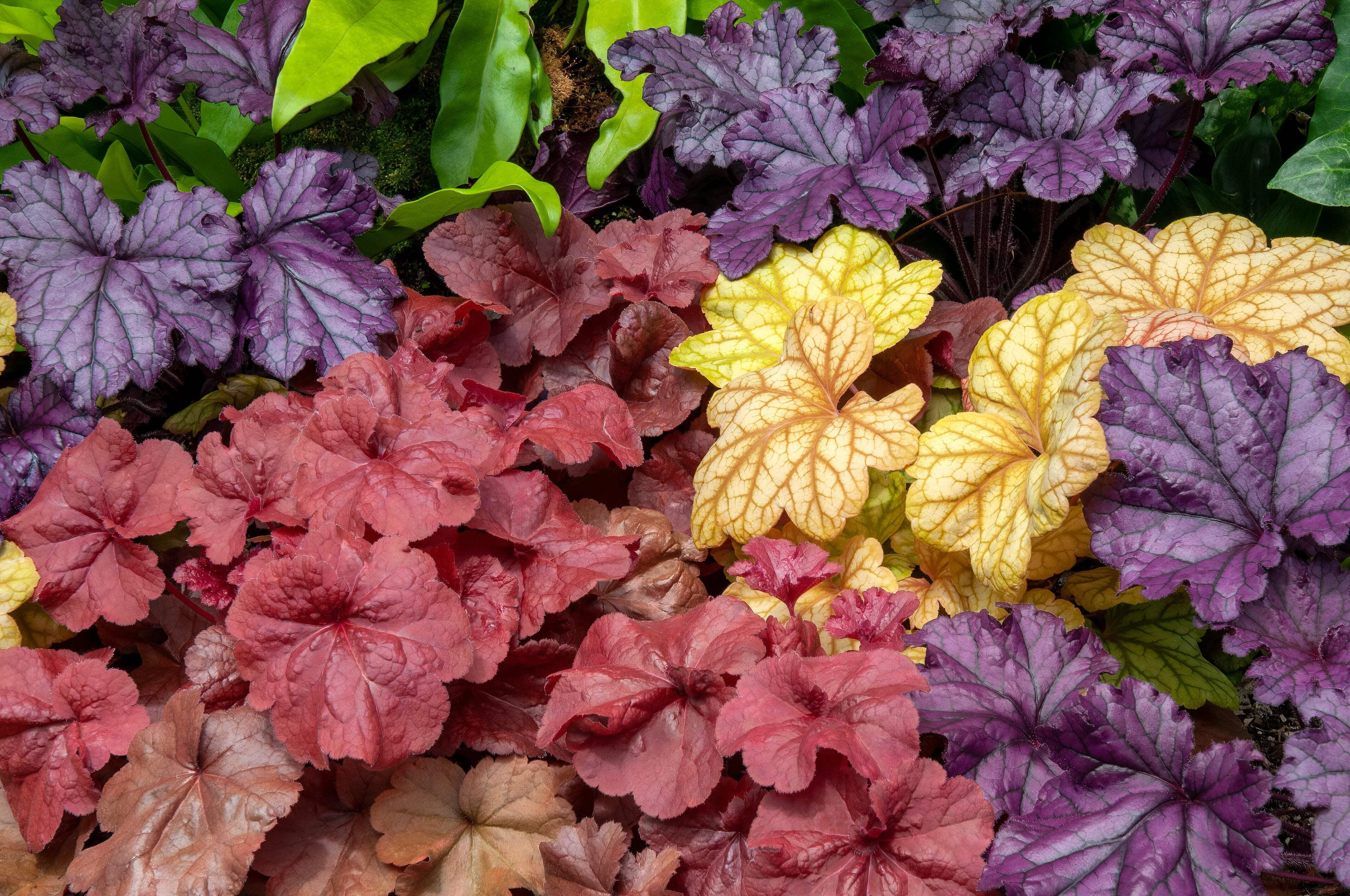 Seedville 1200 Coral Bells Heuchera Flower Seeds, Mixed Colors Shade or Sun
