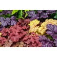 thumbnail image 1 of Seedville 1200 Coral Bells Heuchera Flower Seeds, Mixed Colors Shade or Sun, 1 of 11