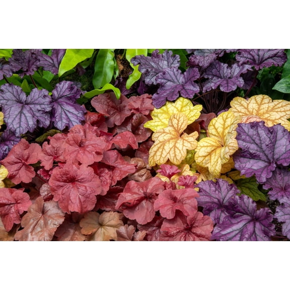 Seedville 1200 Coral Bells Heuchera Flower Seeds, Mixed Colors Shade or Sun