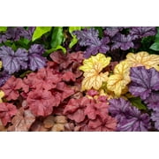 Seedville 1200 Coral Bells Heuchera Flower Seeds, Mixed Colors Shade or Sun